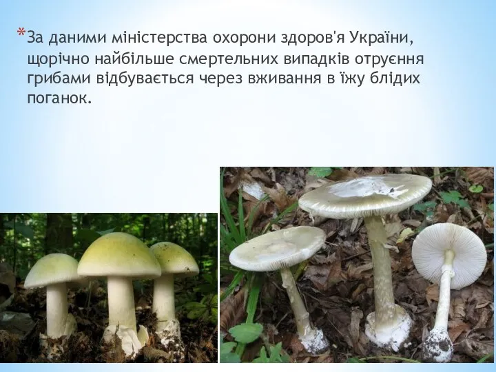 За даними міністерства охорони здоров'я України, щорічно найбільше смертельних випадків отруєння грибами відбувається