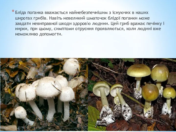 Бліда поганка вважається найнебезпечнішим з існуючих в наших широтах грибів. Навіть невеликий шматочок