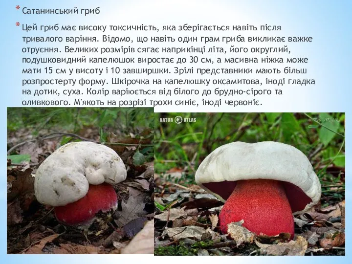 Сатанинський гриб Цей гриб має високу токсичність, яка зберігається навіть після тривалого варіння.