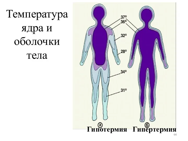 Температура ядра и оболочки тела Гипотермия Гипертермия