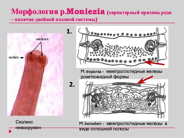 Морфология р.Moniezia (характерный признак рода – наличие двойной половой системы)