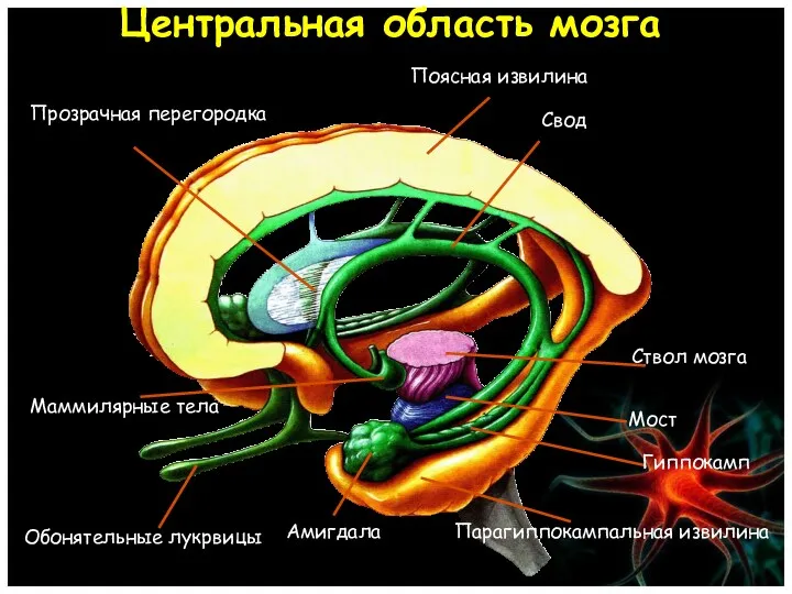 Центральная область мозга Поясная извилина Свод Ствол мозга Мост Гиппокамп