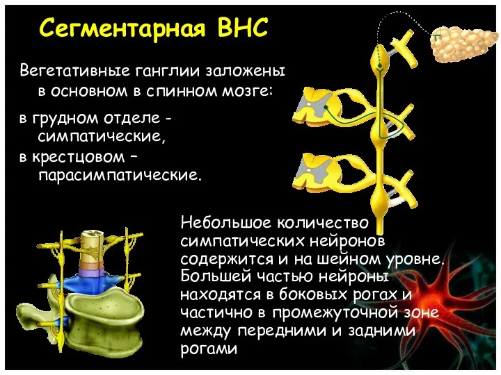 Сегментарная ВНС Вегетативные ганглии заложены в основном в спинном мозге: