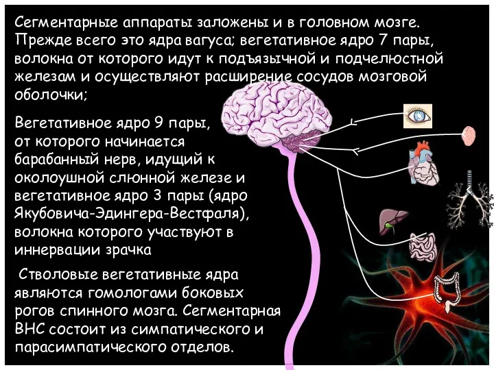 Стволовые вегетативные ядра являются гомологами боковых рогов спинного мозга. Сегментарная