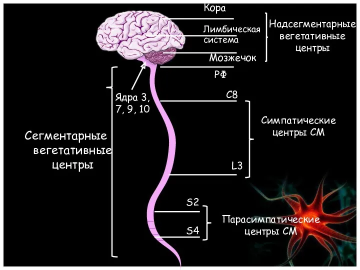 Сегментарные вегетативные центры Надсегментарные вегетативные центры Кора Лимбическая система Мозжечок