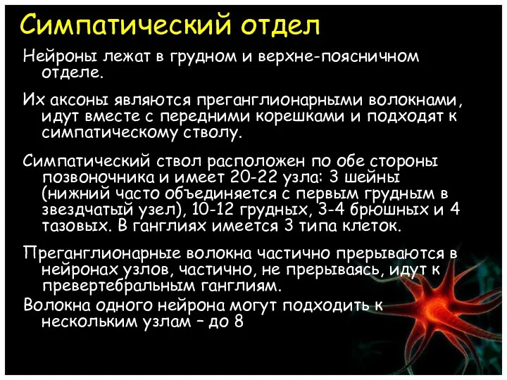 Симпатический отдел Нейроны лежат в грудном и верхне-поясничном отделе. Их