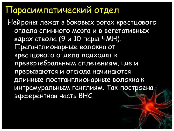 Парасимпатический отдел Нейроны лежат в боковых рогах крестцового отдела спинного