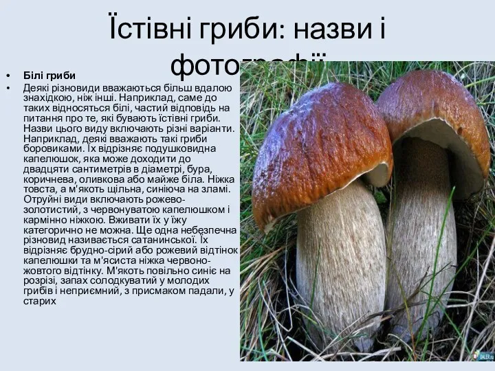 Їстівні гриби: назви і фотографії Білі гриби Деякі різновиди вважаються