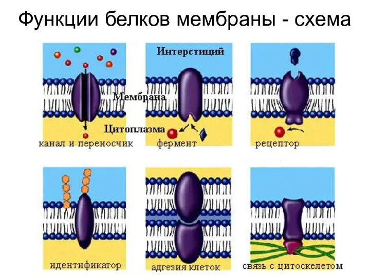 Функции белков мембраны - схема