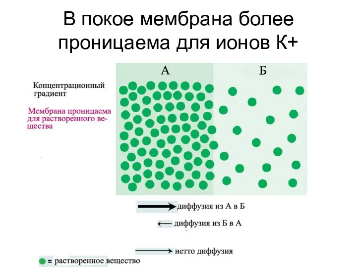 В покое мембрана более проницаема для ионов К+