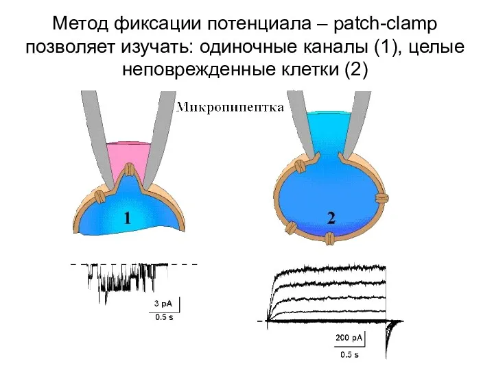 Метод фиксации потенциала – patch-clamp позволяет изучать: одиночные каналы (1), целые неповрежденные клетки (2)