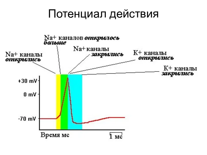 Потенциал действия