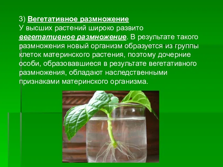 3) Вегетативное размножение У высших растений широко развито вегетативное размножение.