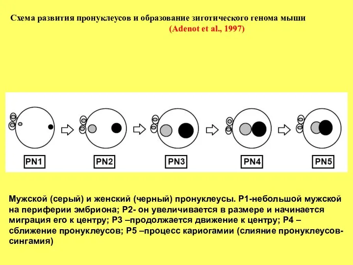 Схема развития пронуклеусов и образование зиготического генома мыши (Adenot et