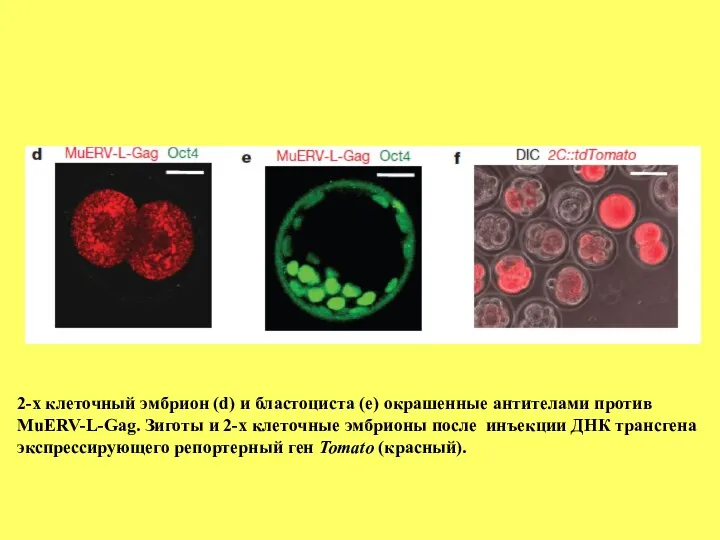2-х клеточный эмбрион (d) и бластоциста (е) окрашенные антителами против