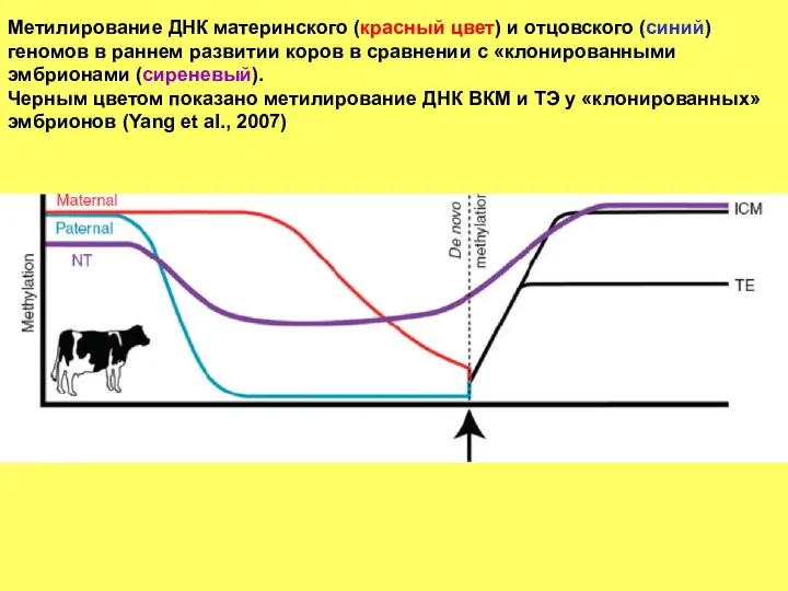 Метилирование ДНК материнского (красный цвет) и отцовского (синий) геномов в