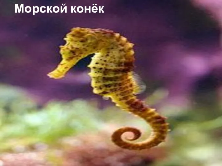 Морской конёк