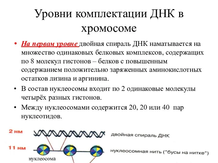 Уровни комплектации ДНК в хромосоме На первом уровне двойная спираль