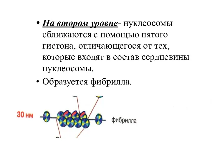 На втором уровне- нуклеосомы сближаются с помощью пятого гистона, отличающегося