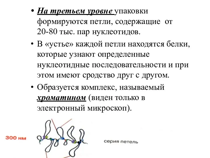 На третьем уровне упаковки формируются петли, содержащие от 20-80 тыс.