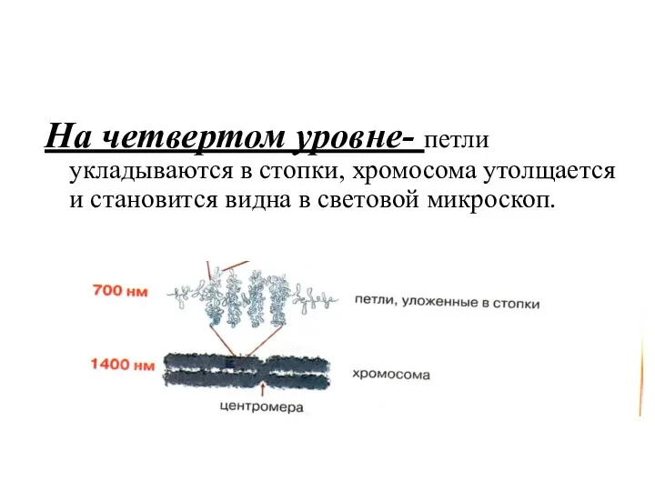 На четвертом уровне- петли укладываются в стопки, хромосома утолщается и становится видна в световой микроскоп.