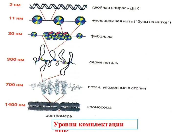 Уровни комплектации ДНК