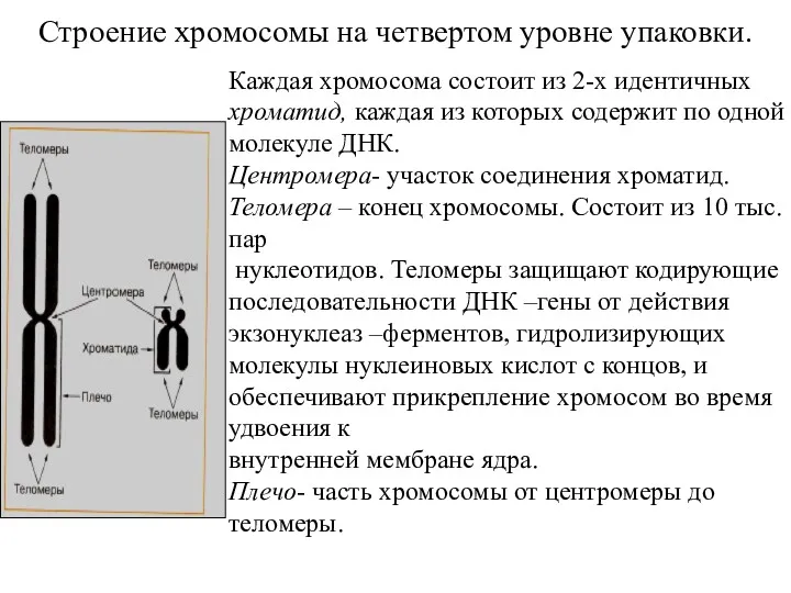 Строение хромосомы на четвертом уровне упаковки. Каждая хромосома состоит из