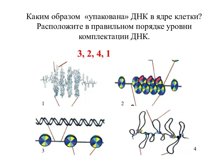 Каким образом «упакована» ДНК в ядре клетки? Расположите в правильном