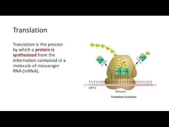 Translation Translation is the process by which a protein is