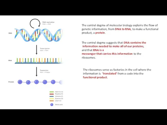 The central dogma suggests that DNA contains the information needed