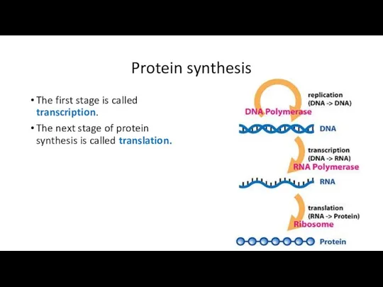 Protein synthesis The first stage is called transcription. The next