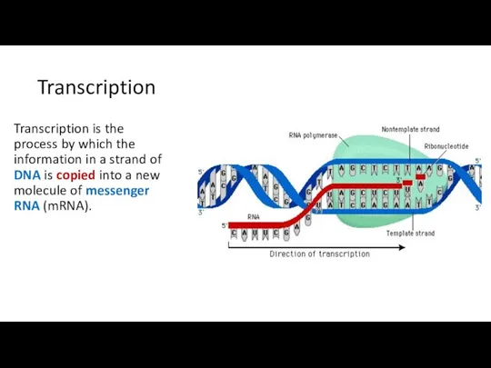 Transcription Transcription is the process by which the information in