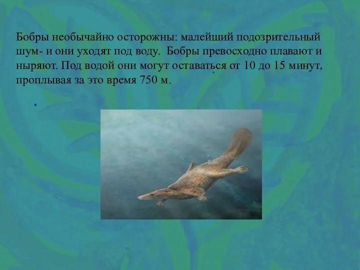 . . Бобры необычайно осторожны: малейший подозрительный шум- и они