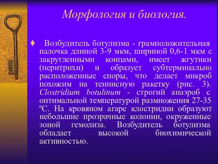 Морфология и биология. Возбудитель ботулизма - грамположительная палочка длиной 3-9