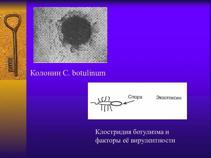 Колонии C. botulinum Клостридия ботулизма и факторы её вирулентности