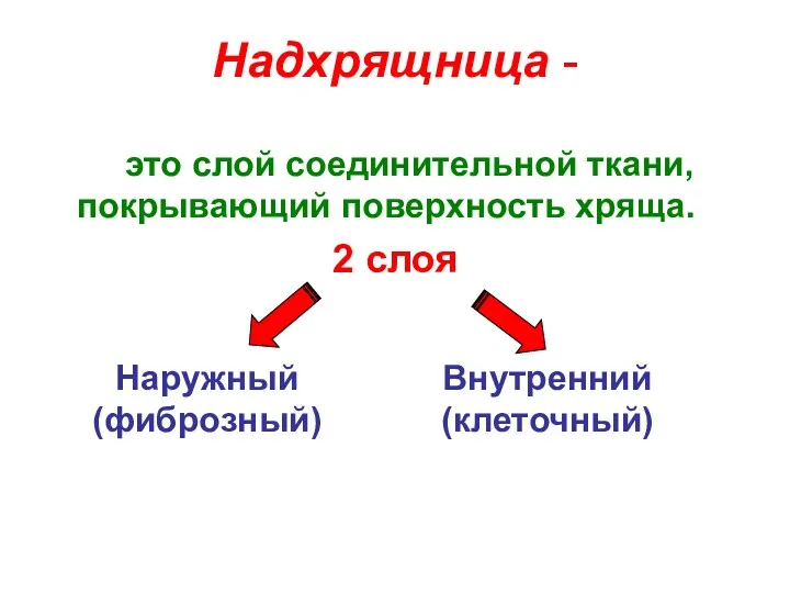 Надхрящница - это слой соединительной ткани, покрывающий поверхность хряща. 2 слоя Наружный (фиброзный) Внутренний (клеточный)