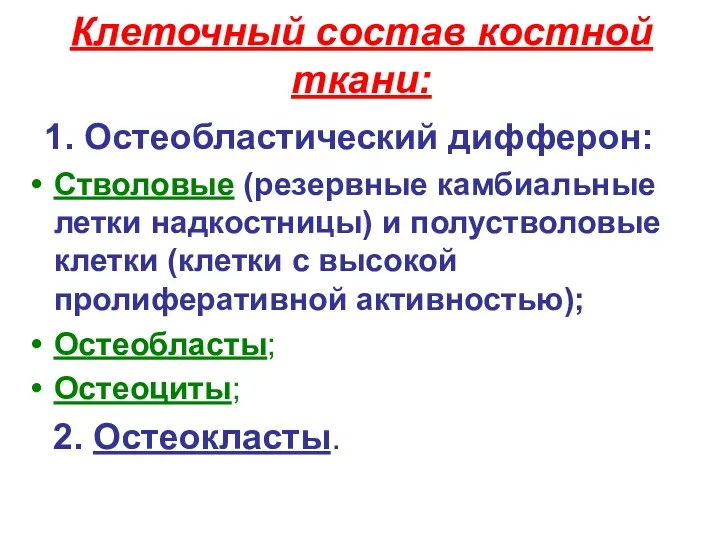 Клеточный состав костной ткани: 1. Остеобластический дифферон: Стволовые (резервные камбиальные