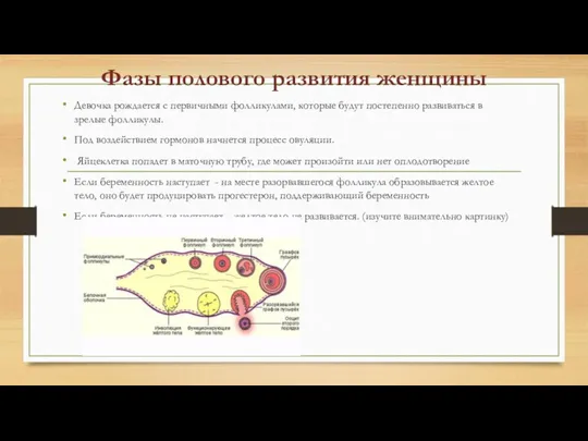 Фазы полового развития женщины Девочка рождается с первичными фолликулами, которые будут постепенно развиваться