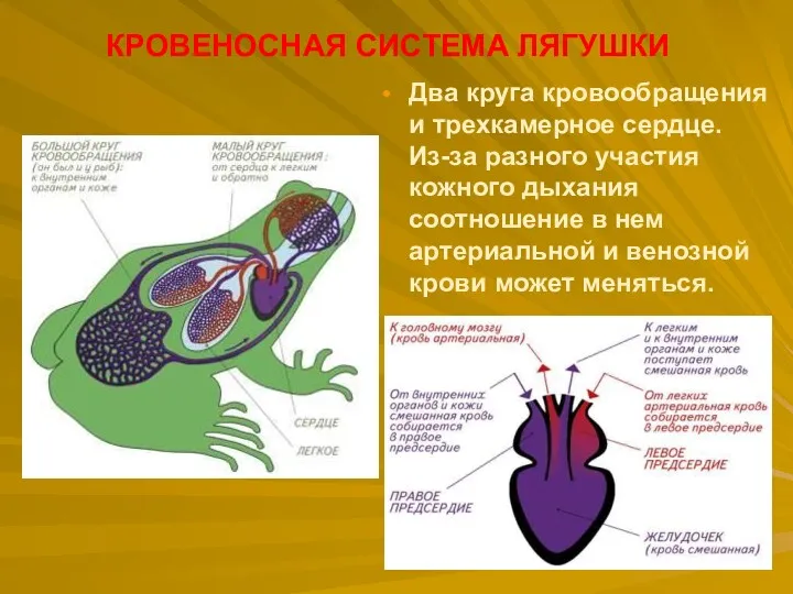 Два круга кровообращения и трехкамерное сердце. Из-за разного участия кожного