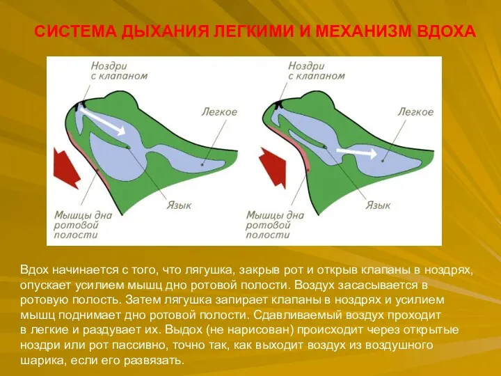 СИСТЕМА ДЫХАНИЯ ЛЕГКИМИ И МЕХАНИЗМ ВДОХА Вдох начинается с того,