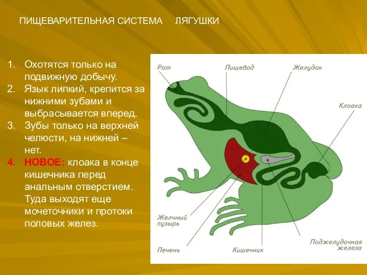 ПИЩЕВАРИТЕЛЬНАЯ СИСТЕМА ЛЯГУШКИ Охотятся только на подвижную добычу. Язык липкий,