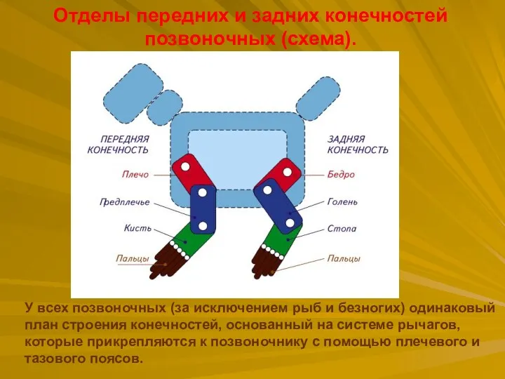 Отделы передних и задних конечностей позвоночных (схема). У всех позвоночных