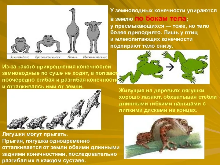 У земноводных конечности упираются в землю по бокам тела; у