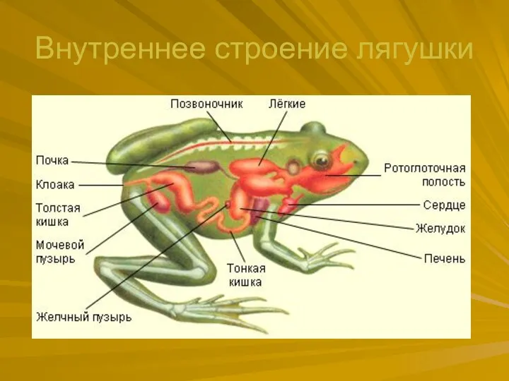 Внутреннее строение лягушки