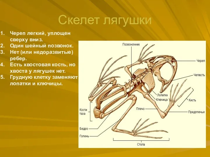 Скелет лягушки Череп легкий, уплощен сверху вниз. Один шейный позвонок.