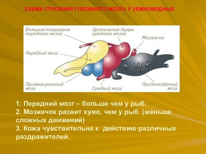 СХЕМА СТРОЕНИЯ ГОЛОВНОГО МОЗГА У ЗЕМНОВОДНЫХ 1. Передний мозг –