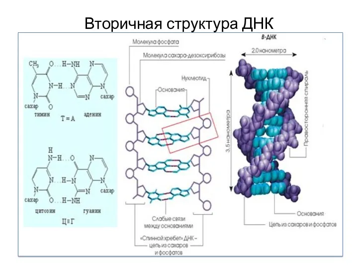 Вторичная структура ДНК