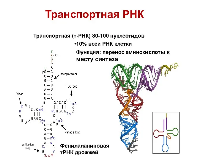 Транспортная РНК Транспортная (т-РНК) 80-100 нуклеотидов 10% всей РНК клетки