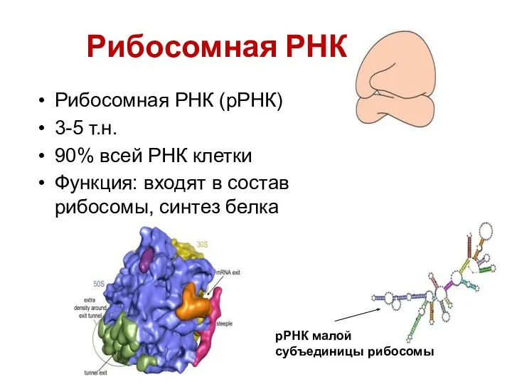 Рибосомная РНК Рибосомная РНК (рРНК) 3-5 т.н. 90% всей РНК