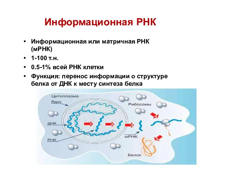 Информационная РНК Информационная или матричная РНК (мРНК) 1-100 т.н. 0.5-1%